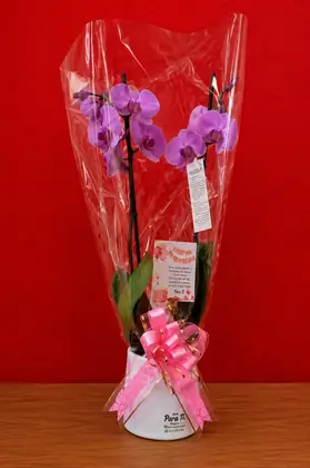 Orquídea Natural: Orquídea natural en matera, lista para entregar — regalo a domicilio en Bogotá